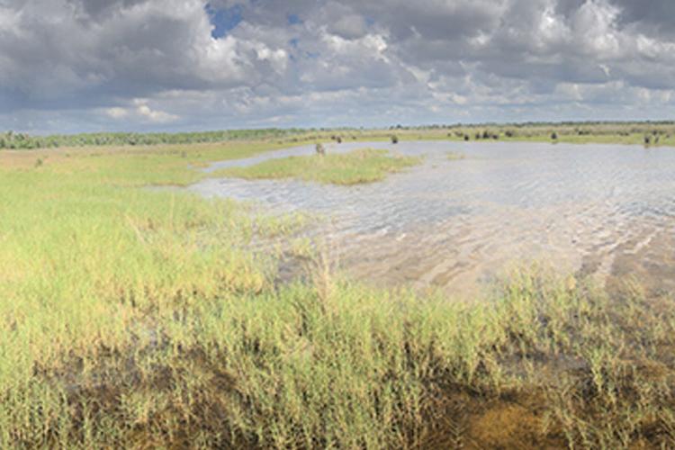 Preserving Everglades National Park
